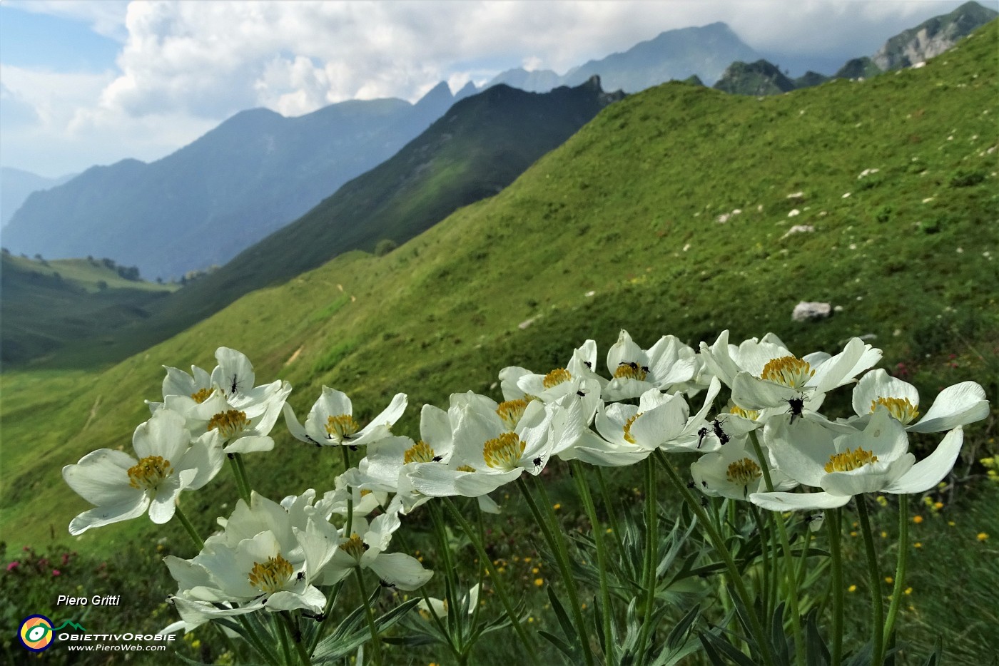 83 Anemone narcissinino (Anemone narcissiflora).JPG